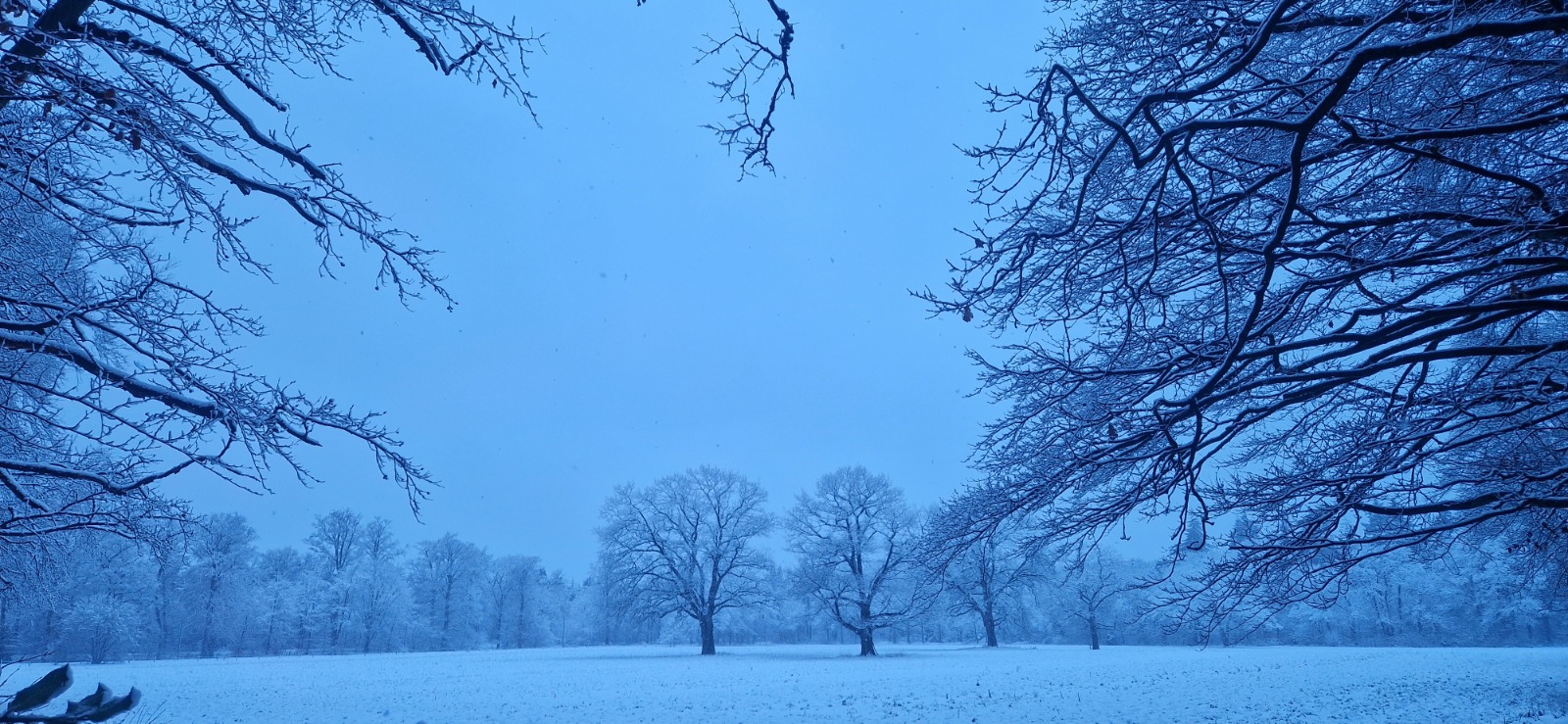 Besneeuwde bomen aan de rand van een winters veld